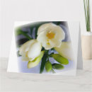 Recherche de freesia cartes postales Blanc