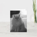 Recherche de noir et blanc chat vœux cartes Animaux