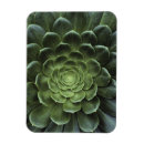 Recherche de cactus magnets Vert