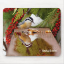 Recherche de rouge gorge tapis souris Ornithologie