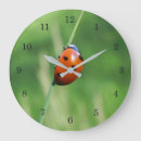 Recherche de coccinelles horloges Vert