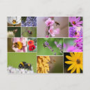 Recherche de fleurs de crocus cartes postales Coloré