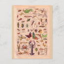 Recherche de arthropode posters Vintage
