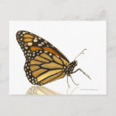 Recherche de papillon girly cartes postales Papillons