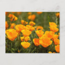 Recherche de delimont de danita cartes postales Usa