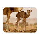 Recherche de dromadaire magnets Faune