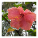 Zoek naar hawaiiaanse bloemen posters Hawaïaans