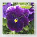 Zoek naar paars viooltje posters Pansies