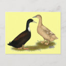 Recherche de hybride cartes postales Animal