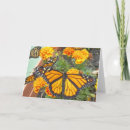 Zoek naar monarch vlinder kaarten Insecten