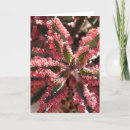 Zoek naar vlinder vleugels kaarten Fotografie