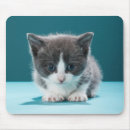 Recherche de chaton bébé tapis souris Chat domestique