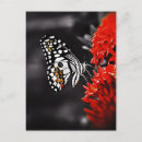 Recherche de vintage moth posters Floral