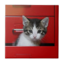 Recherche de chatons carreaux Animaux domestiques