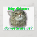 Recherche de domestiqué Chats