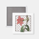 Recherche de amaryllis magnets Nature