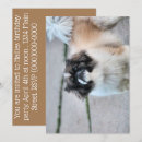 Recherche de tzu de shih invitations Dog