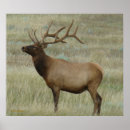 Zoek naar fluweel posters Wapiti