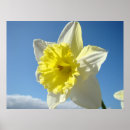 Zoek naar gele narcis posters Narcissen