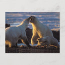 Recherche de banquise cartes postales Alaska