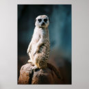 Recherche de amour de lion posters Afrique