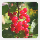 Recherche de cassis autocollants Rouge