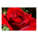Recherche de fleurs rouges posters Jardin