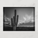 Recherche de désert cartes postales Tendance