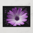 Recherche de marguerite violette cartes postales Marguerie