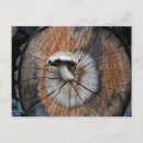 Recherche de champignon comestible cartes postales Nourriture