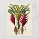 Recherche de heliconia cartes postales Tropicale