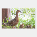 Recherche de étang de canard autocollants Canards