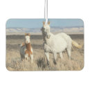 Recherche de chevaux voiture accessoires Poulain