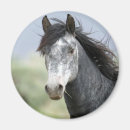 Zoek naar paarden magneten Schuur