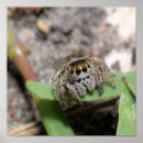 Recherche de insecte posters Jardins