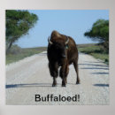 Recherche de buffle posters Bison