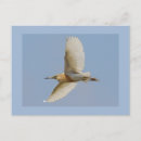 Zoek naar reiger briefkaarten Dieren
