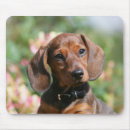Recherche de chiot teckel tapis souris Headshot