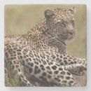 Zoek naar tanzania onderzetters Zoogdier