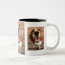 Recherche de chiot adorable de beagle Animaux domestiques