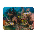 Zoek naar aquarium magneten Ocean