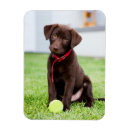Recherche de chocolat magnets Animal