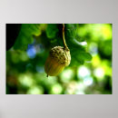 Recherche de glands posters Chêne