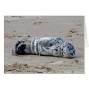 Recherche de otarie cartes postales Plage