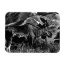Recherche de alaska magnete Orignal