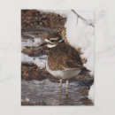 Recherche de pluviers cartes postales Neige