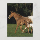 Recherche de jument cartes postales Bob langrish