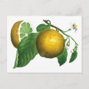 Zoek naar botanische briefkaarten Fruit