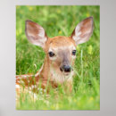 Recherche de cerf virginie posters Animal