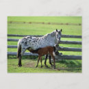Recherche de appaloosa cartes postales Colt